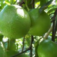Лайм Таити (tahitian lime, lime tahiti) Лайм Таити (tahitian lime, lime tahiti)