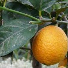 Лимон Фиоре (lemon Fiore)