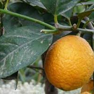 Лимон Фиоре (lemon Fiore)
