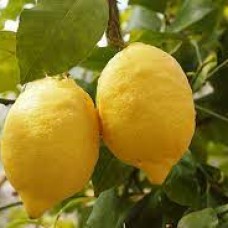 Лимон Лемокс (lemon Lemox) Лимон Лемокс (lemon Lemox)