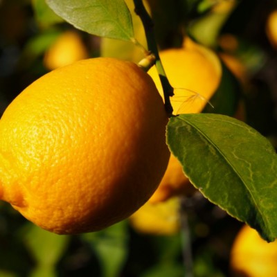 Лимон Лисбон (lemon Lisbon)