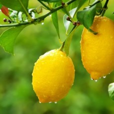 Лимон Лунарио (Lunario Citrus limon (L.) Burm.) Лимон Лунарио (Lunario Citrus limon (L.) Burm.)
