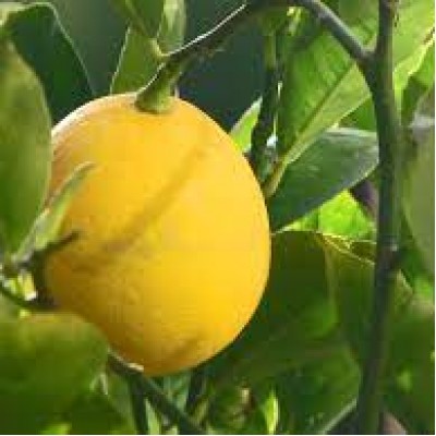 Лимон Мейера (Meyer Lemon, Citrus x meyeri)