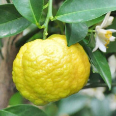 Лимон Меллароза (C. Limon Mellarosa) Лимон Меллароза (C. Limon Mellarosa)