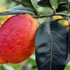 Лимон Россо (red limon Rosso) 