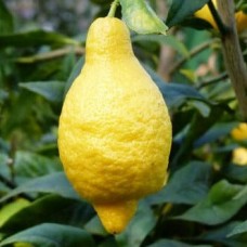 Лимон Салицифолия (C. Limon Salicifolia)