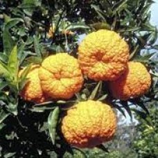 Мандарин Geleking (Citrus nobilis ’Geleking’) Мандарин Geleking (Citrus nobilis ’Geleking’)