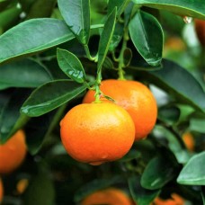 Мандарин Нова (citrus reticulata nova) Мандарин Нова (citrus reticulata nova)