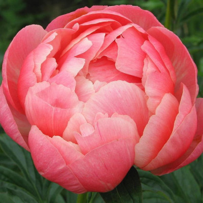 Пион CORAL CHARM