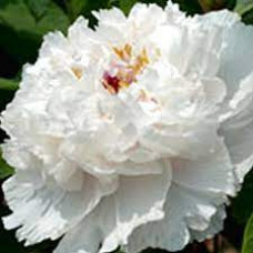 Пион FRAGRANT JADE