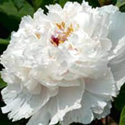 Пион FRAGRANT JADE