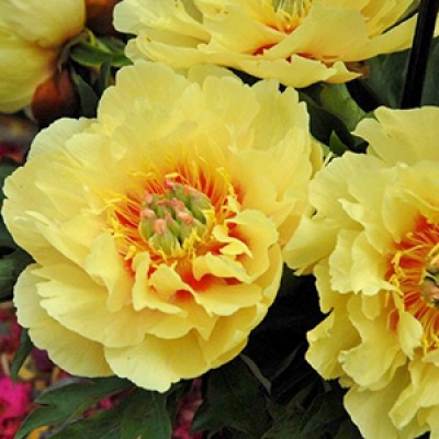 Пион GARDEN TREASURE