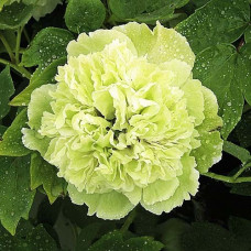 Пион GREEN DOU LU