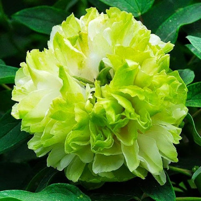 Пион Green Jade древовидный