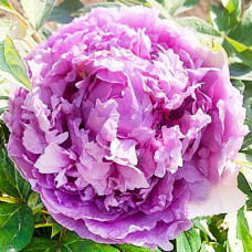 Пион Lavander Blue древовидный