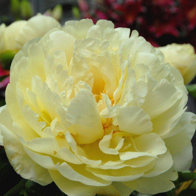 Пион LEMON CHIFFON