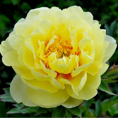Пион PAEONIA BARTZELLA