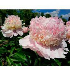 Пион PAEONIA EXOTIC