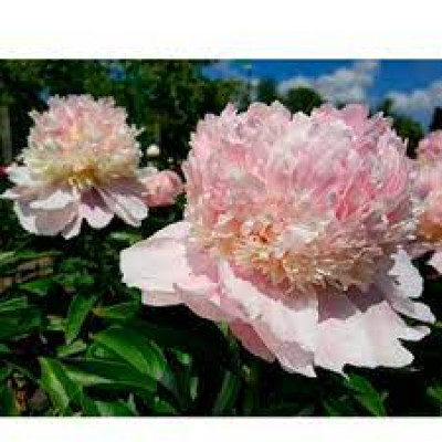 Пион PAEONIA EXOTIC