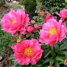Пион PAEONIA PAULA FAY
