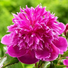 Пион PAEONIA PURPLE SPIDER