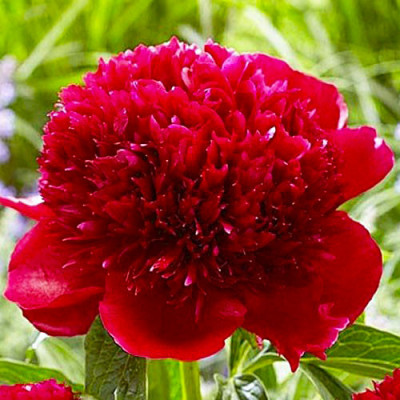 Пион RED CHARM