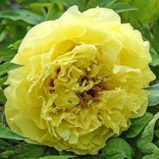 Пион ИТО Yellow crown