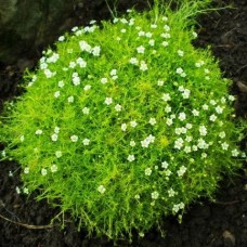 Моховинка Lime Moss