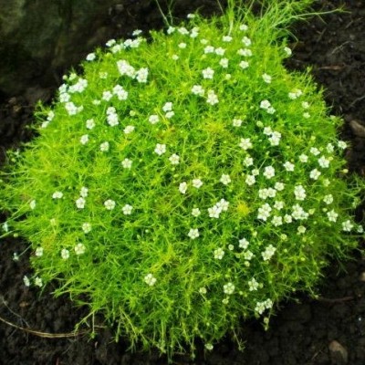 Моховинка Lime Moss 1 шт
