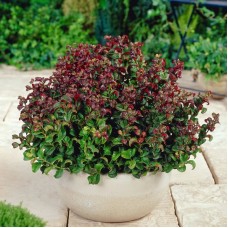 Леукотое Axillaris Curly Red