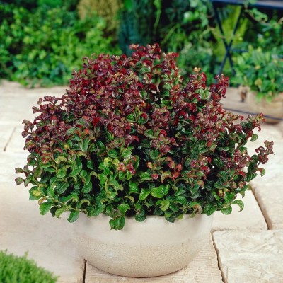Леукотоє Axillaris Curly Red