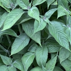 Стробилантес Atropurpurea Стробилантес Atropurpurea