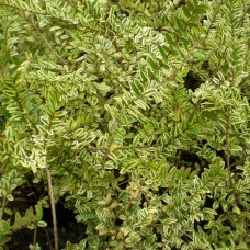 Жимолость Шапочная Variegata