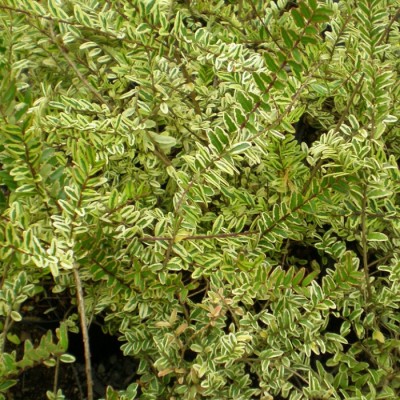 Жимолость Шапочная Variegata 1шт