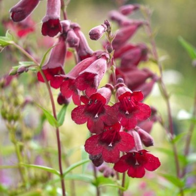 Пенстемон Rich Ruby 1 шт
