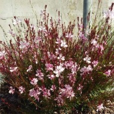 Гаура Siskyou Pink