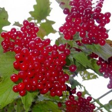 Калина Великоплодная