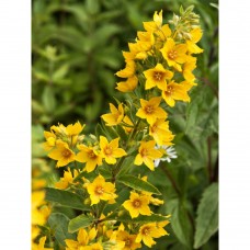 Вербейник монетчатый - Lysimachia nummularia