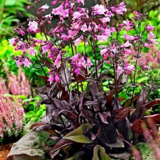 Пенстемон Dark Towers Пенстемон Dark Towers