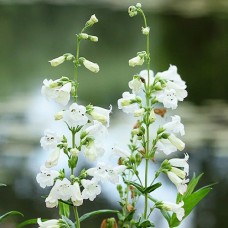 Пенстемон White Bedder 1 шт Пенстемон White Bedder 1 шт